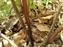 Neoblechnum brasiliense