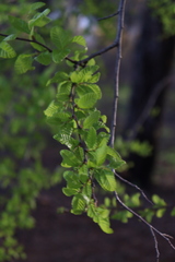 Nothofagus obliqua