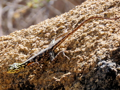 Agama planiceps