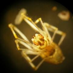 Theridion varians