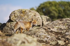 Vulpes vulpes silacea