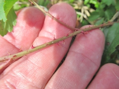 Rubus trivialis