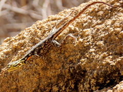 Agama planiceps
