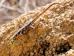 Agama planiceps