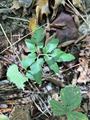 Sceptridium biternatum