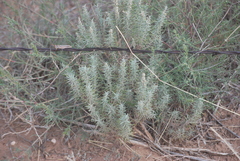 Artemisia filifolia