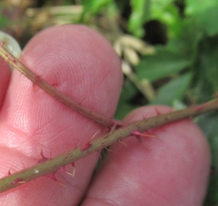 Rubus trivialis
