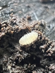 Haplophthalmus danicus