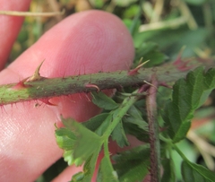 Rubus trivialis
