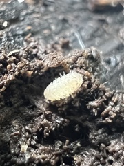 Haplophthalmus danicus