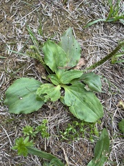 Plantago
