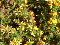 Ulex