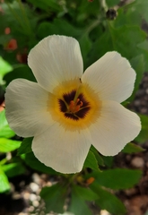 Turnera subulata