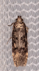 Chionodes obscurusella