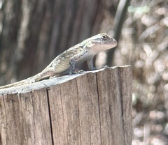 Sceloporus olivaceus