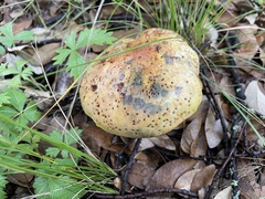 Neoboletus