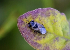Geocoris megacephalus