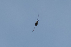 Delichon urbicum urbicum