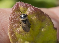 Geocoris megacephalus