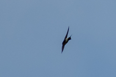 Delichon urbicum urbicum