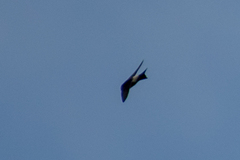 Delichon urbicum urbicum