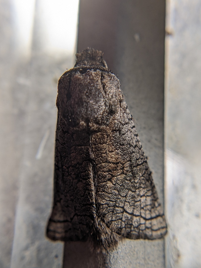 Brachylia windhoekensis
