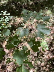 Acer floridanum