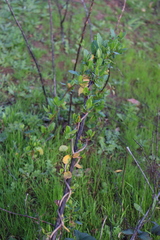 Muehlenbeckia hastulata