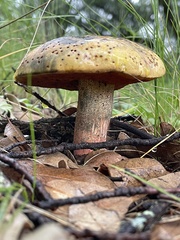 Neoboletus