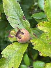 Crataegus germanica