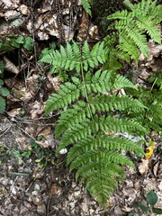 Dryopteris dilatata