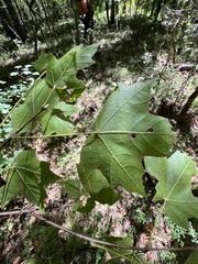 Acer floridanum