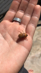 Cyclocephala