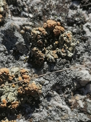 Rhizoplaca chrysoleuca