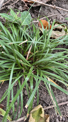 Carex pedunculata