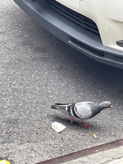 Columba livia domestica