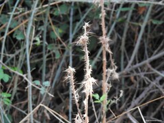 Carduus pycnocephalus