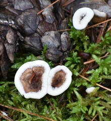 Hydnellum concrescens