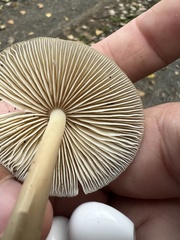 Mycena galericulata