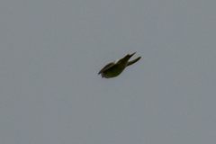 Delichon urbicum urbicum
