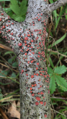 Nectria cinnabarina
