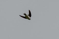 Delichon urbicum urbicum
