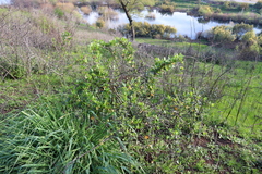 Muehlenbeckia hastulata
