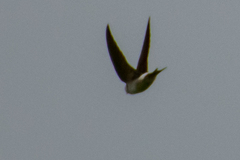 Delichon urbicum urbicum