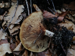 Paxillus