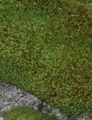 Bartramia pomiformis