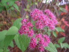 Spiraea splendens