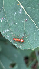 Formica pallidefulva