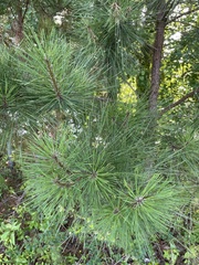 Pinus echinata