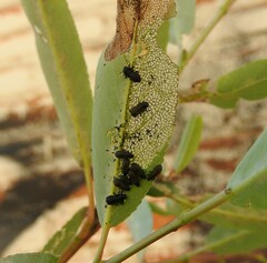 Enchenopa quadricolor